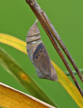 Southern Pearly-Eye chrysalis